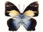 Free Stock Photo: A blue butterfly isolated on a white background