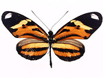 Free Stock Photo: An orange butterfly isolated on a white background