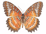 Free Stock Photo: An orange butterfly isolated on a white background