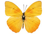 Free Stock Photo: A yellow butterfly isolated on a white background