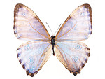 Free Stock Photo: A blue butterfly isolated on a white background