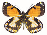 Free Stock Photo: An orange butterfly isolated on a white background