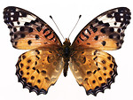 Free Stock Photo: An orange butterfly isolated on a white background