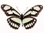 Free Stock Photo: A yellow butterfly isolated on a white background