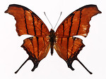 Free Stock Photo: An orange butterfly isolated on a white background