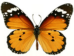 Free Stock Photo: An orange butterfly isolated on a white background