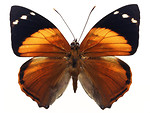 Free Stock Photo: An orange butterfly isolated on a white background