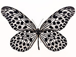 Free Stock Photo: A blue butterfly isolated on a white background