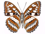 Free Stock Photo: An orange butterfly isolated on a white background