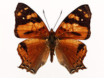 Free Stock Photo: An orange butterfly isolated on a white background
