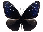 Free Stock Photo: A blue butterfly isolated on a white background
