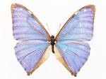 Free Stock Photo: A blue butterfly isolated on a white background