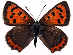 Free Stock Photo: An orange butterfly isolated on a white background