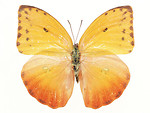 Free Stock Photo: An orange butterfly isolated on a white background