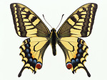 Free Stock Photo: A yellow butterfly isolated on a white background