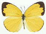 Free Stock Photo: A yellow butterfly isolated on a white background