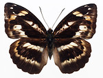 Free Stock Photo: A brown butterfly isolated on a white background