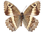 Free Stock Photo: A white and brown butterfly isolated on a white background