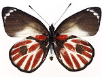 Free Stock Photo: A brown and red butterfly isolated on a white background