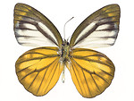 Free Stock Photo: A yellow and white butterfly isolated on a white background