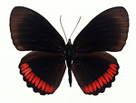Free Stock Photo: A red and black butterfly isolated on a white background