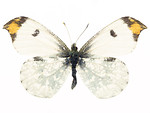 Free Stock Photo: A yellow and white butterfly isolated on a white background