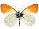 Free Stock Photo: An orange and white butterfly isolated on a white background
