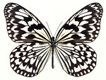 Free Stock Photo: A yellow and black butterfly isolated on a white background