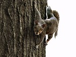 Free Stock Photo: squirrel on tree