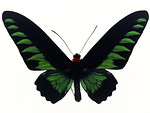 Free Stock Photo: A green and black butterfly isolated on a white background