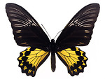 Free Stock Photo: A yellow and black butterfly isolated on a white background