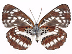 Free Stock Photo: A white and brown butterfly isolated on a white background