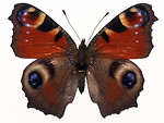 Free Stock Photo: A red and brown butterfly isolated on a white background