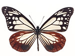 Free Stock Photo: A blue and red butterfly isolated on a white background