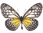 Free Stock Photo: A yellow and black butterfly isolated on a white background