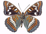 Free Stock Photo: An orange and blue butterfly isolated on a white background