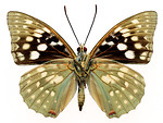Free Stock Photo: A green and black butterfly isolated on a white background