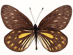Free Stock Photo: A yellow and brown butterfly isolated on a white background