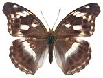 Free Stock Photo: A black and white butterfly isolated on a white background