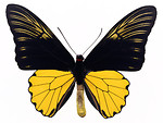 Free Stock Photo: A yellow and black butterfly isolated on a white background