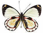 Free Stock Photo: A white and brown butterfly isolated on a white background