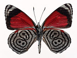 Free Stock Photo: A red and blue butterfly isolated on a white background