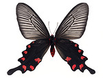 Free Stock Photo: A blue and red butterfly isolated on a white background