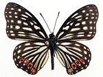 Free Stock Photo: A red and black butterfly isolated on a white background