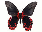 Free Stock Photo: A blue and red butterfly isolated on a white background