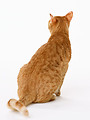 Free Stock Photo: An orange cat isolated on a white background