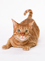 Free Stock Photo: An orange cat isolated on a white background