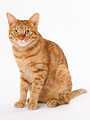 Free Stock Photo: An orange cat isolated on a white background