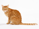 Free Stock Photo: An orange cat isolated on a white background