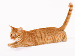 Free Stock Photo: An orange cat isolated on a white background